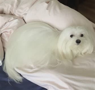 maltese-resting-on-bed